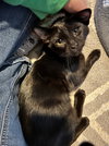 Archie