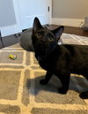 Archie