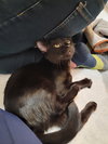 Archie