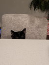 Archie
