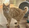 adoptable Cat in nashville, TN named Oakley