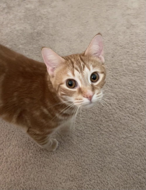 Max