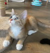 Frankie