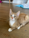 Frankie