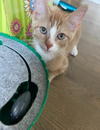 Frankie