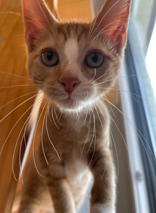 Frankie