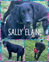 Sally Elaine