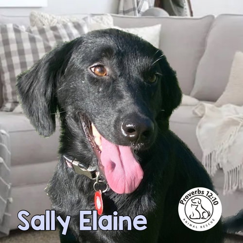 Sally Elaine