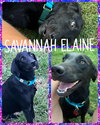 Savannah Elaine