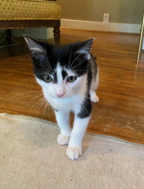 Tig