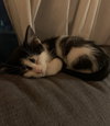 Tig
