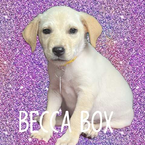 Becca Box