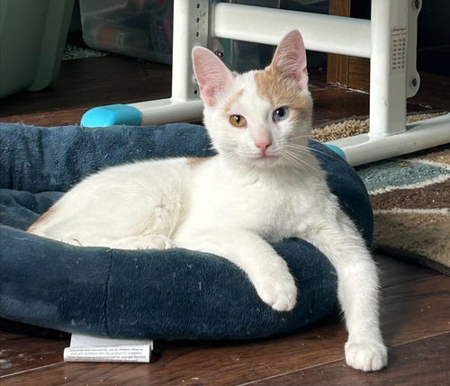 Merlin