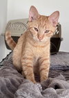 Loki