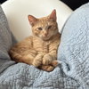Loki