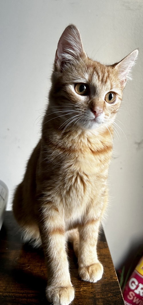 Penny