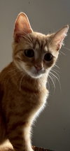 Penny