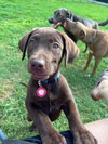 Moose