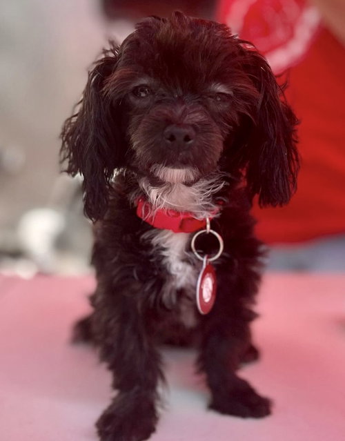 Piper