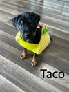 Taco