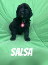Salsa