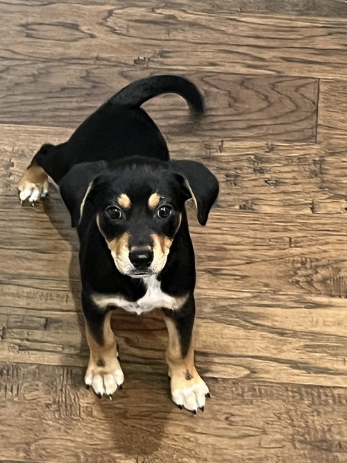 Cosmo