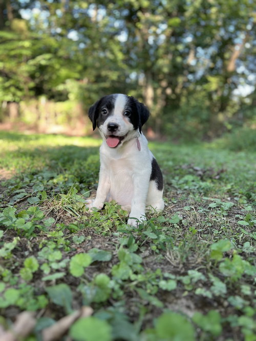 Poppy