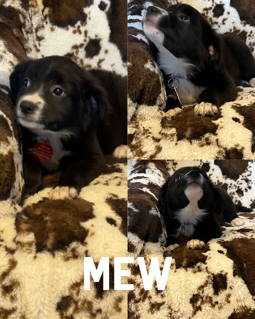 Mew