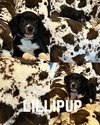 Lillipup