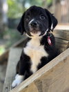 Lillipup