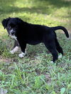 Lillipup
