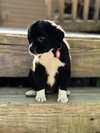 Lillipup