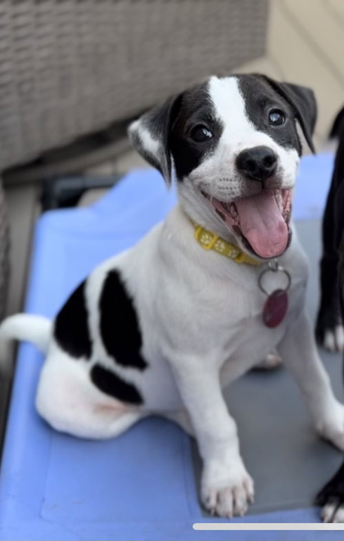 Milo