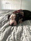 EmmyLou