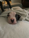 EmmyLou