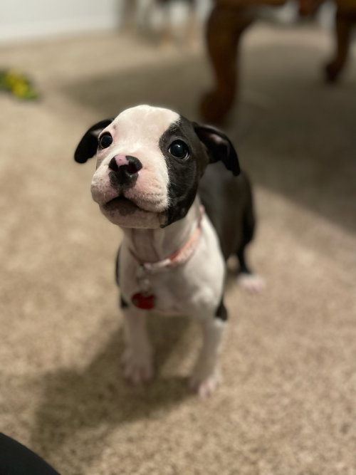 EmmyLou