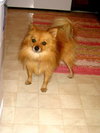 Peanut