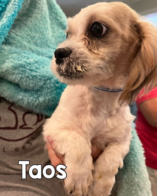 Taos