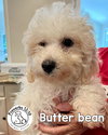 Butterbean