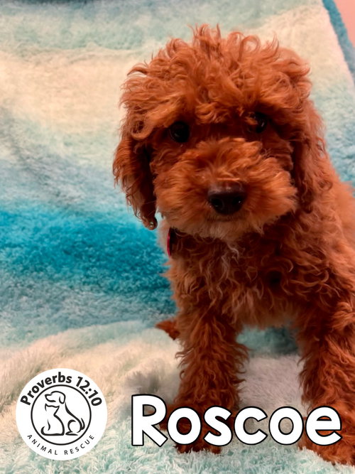 Roscoe