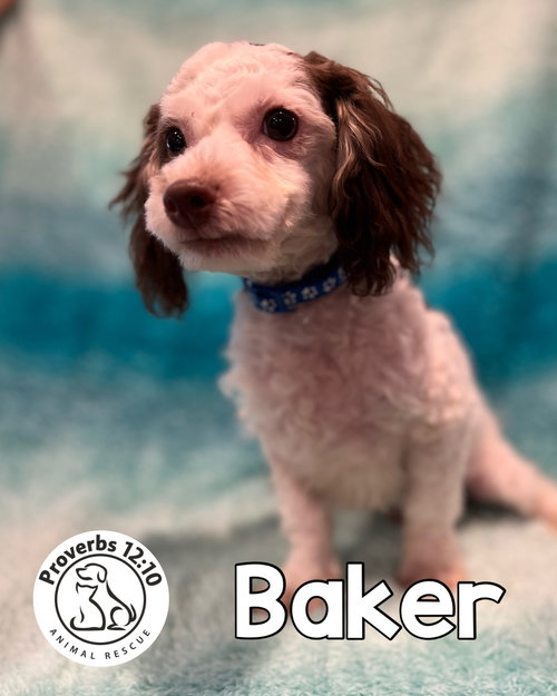 Baker