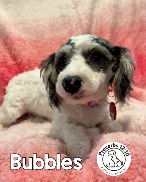 Bubbles