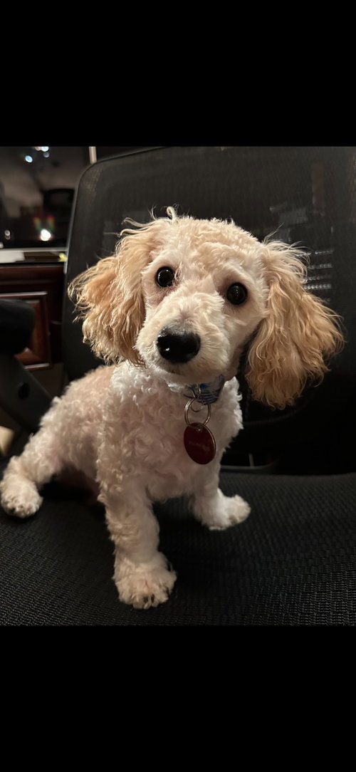 Bailey