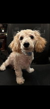 Bailey