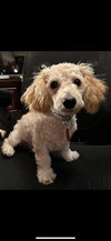 Bailey