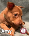 Amy Smith