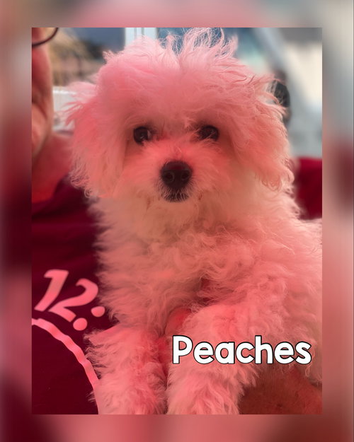 Peaches n Cream