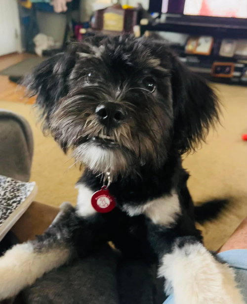 Dolly Grace