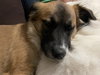 Bailey