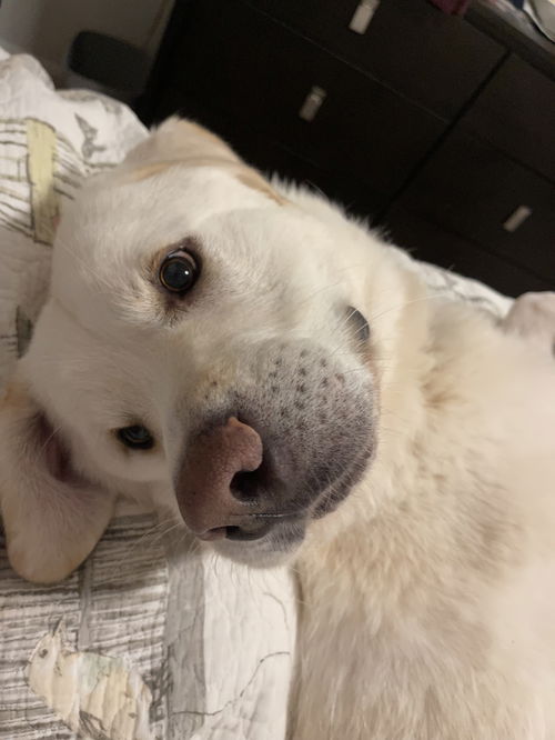 Gentle John